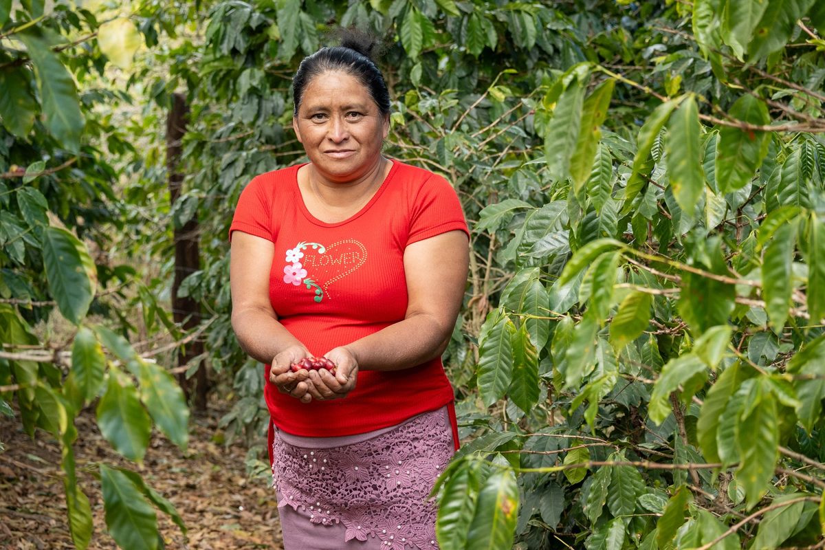 Cosecha de café en la finca